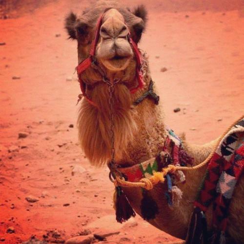 Apartamento Secrets Of Wadi Rum