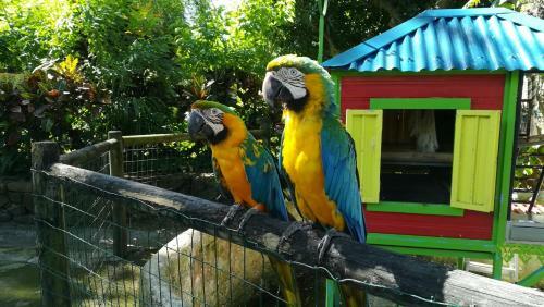 Apartamento C�t� Cara�bes