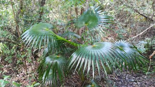 Apartamento C�t� Cara�bes