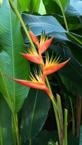 Apartamento C�t� Cara�bes