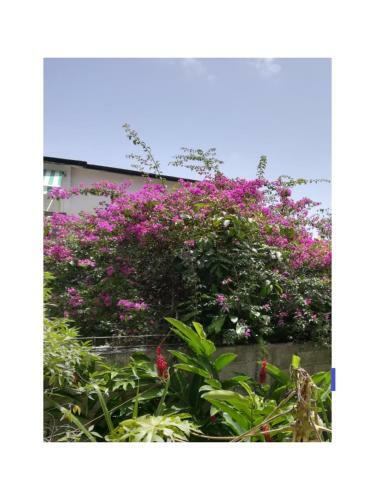 Appartement Le Citronnier