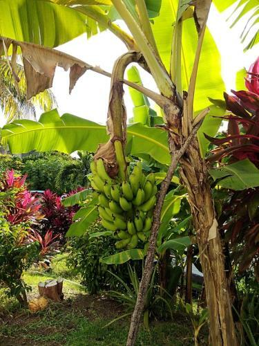 Apartamento Le Paradis Des Doudous/r�sidence Corail