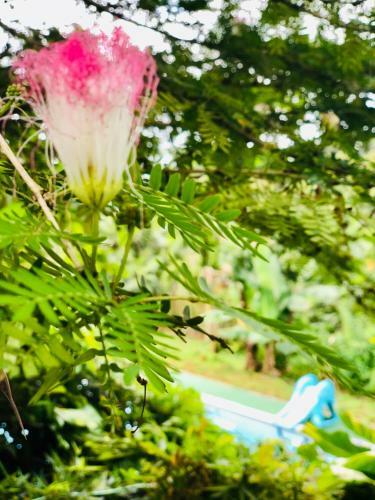 Gwada Natura Ecolodges & Spa