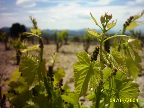 Agroturismo Ca La Viola