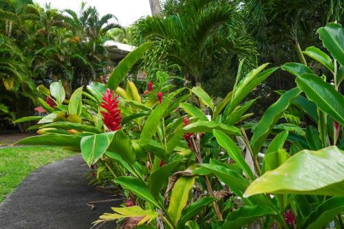 Apartamento Studio Choupette R�sidence Mahogany Anse Caritan Rdc