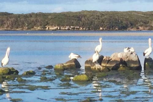 Dolphin Shores By The Blackwood River