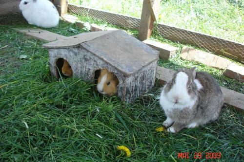 Hostal Pension Waldesruh/halseralm