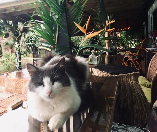 Fare Haurevaiti Moorea
