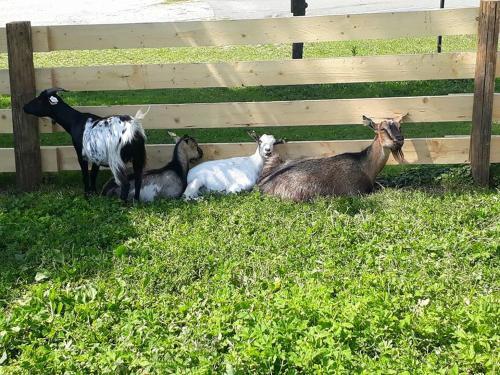 Agroturismo Urlaub Am Malerhof