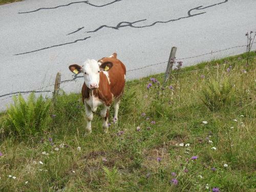 Agroturismo Zauneralm