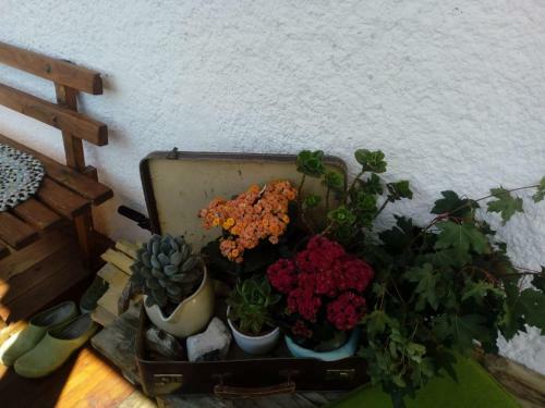 Bed & Breakfast Haus Pinter