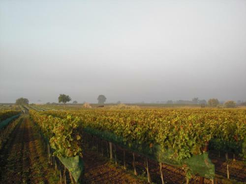 Hostal Weingut & Landhaus Willi Opitz