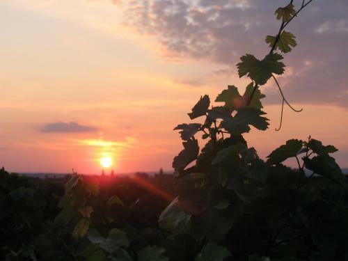 Hostal Weingut & Landhaus Willi Opitz