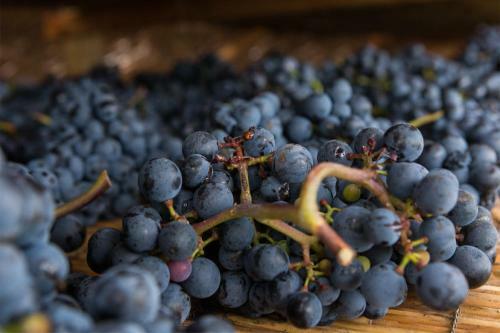 Hostal Weingut & Landhaus Willi Opitz