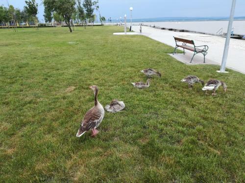 Apartamento Ferienwohnungen Feldsee