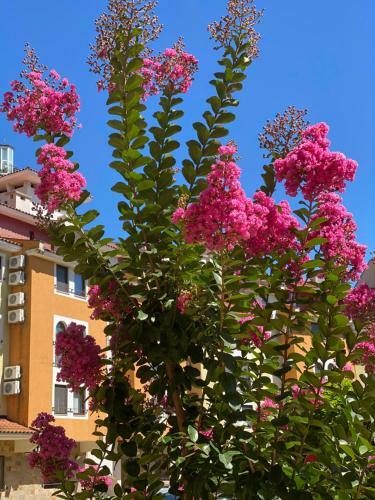 Apartamento Marina Cape Superior