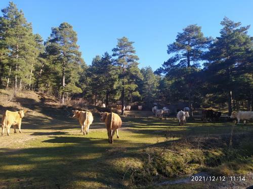 Agroturismo Puerta Del Maestrazgo