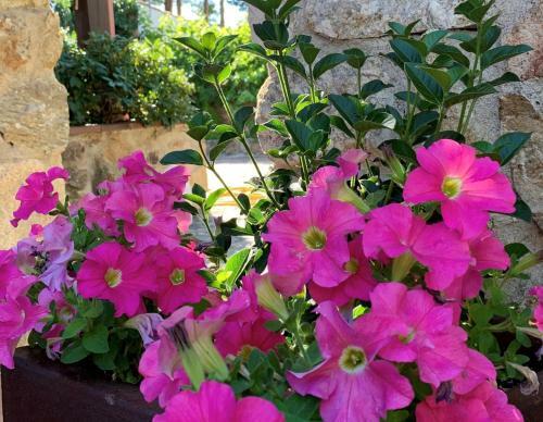 La Casita De Las Hortensias