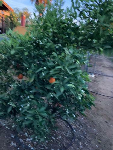 Chalet Con Piscina El Oasis Del Palomar