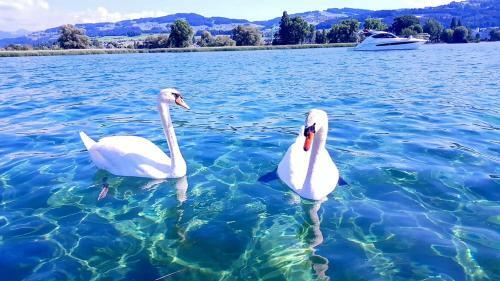 Apartamento Sch�nes Studio In Arbon Am Bodensee