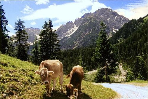 Hostal Gasthof Bergheimat