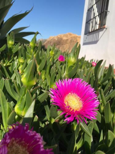 Rosas Cantares: Casa Siri