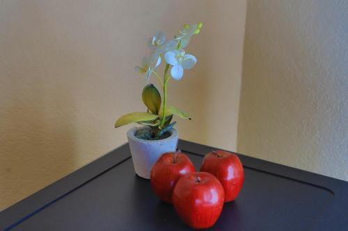 Apartments Crvena Jabuka 1