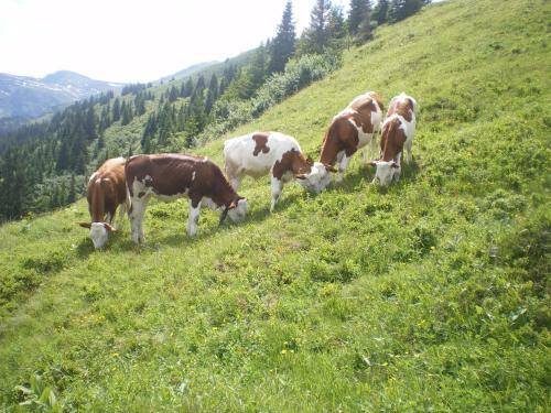 Agroturismo Biobauernhof Aslgut