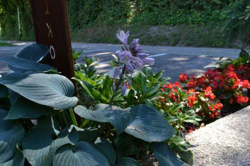 Hostal G�stehaus Pfisterer