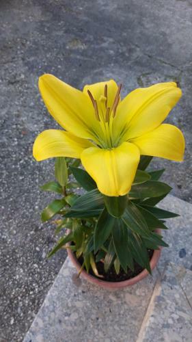 Apartamento Villa Fredi