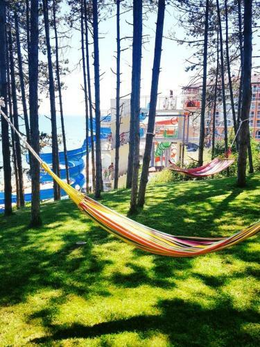 Dream View