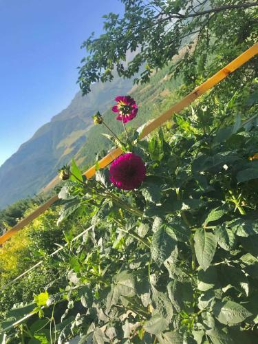 Bed & Breakfast Ana-maria Bnb