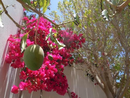 Villa Casa Mango - Las Coloradas - Playa Blanca