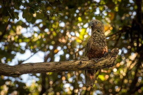 Treetops - Forest Retreat- Near Onetangi Beach