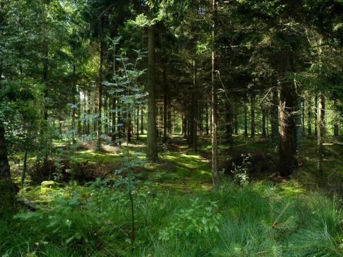 Bed & Breakfast Selatuinen