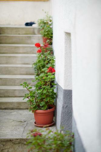 Lovely House Apartment