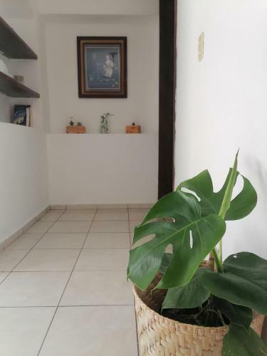 Estudio En El Corazon De Colima