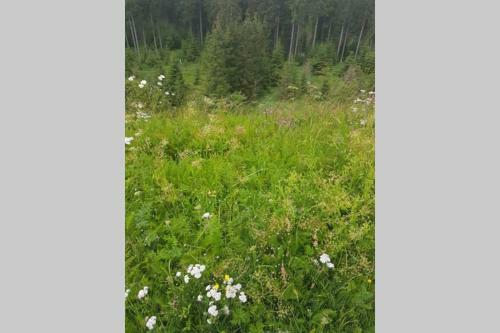 Apartamento Altenauer Waldfrische