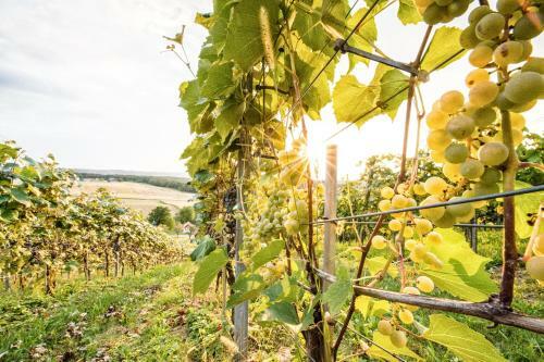 Wiener�s Kellerst�ckl