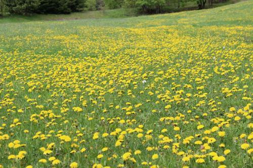 Apartm�n "u N�s Doma" V Chat? Alfa ?ern� D?l