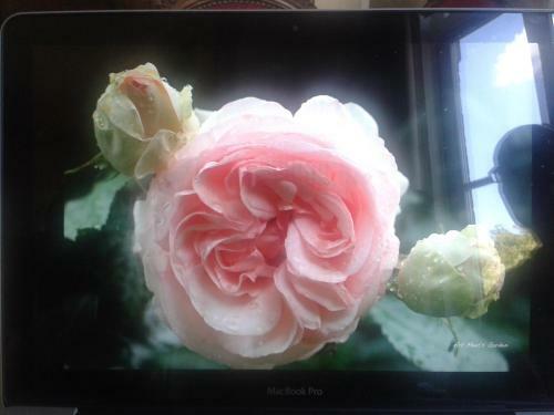 Apartamento La Villa Des Roses