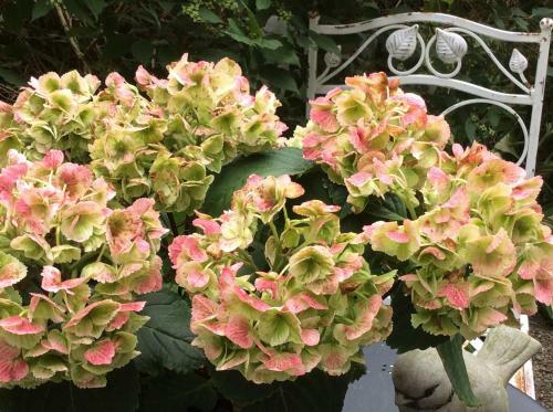 Apartamento La Villa Des Roses