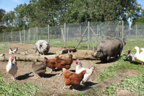 Bed & Breakfast Comme � La Ferme