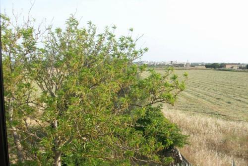 Finca Sa Tanca-rentallorca