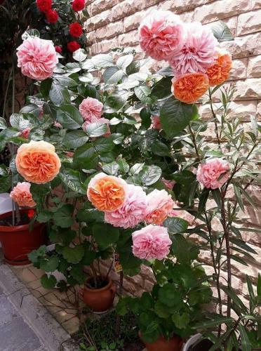 Hostal Guest House Ivy