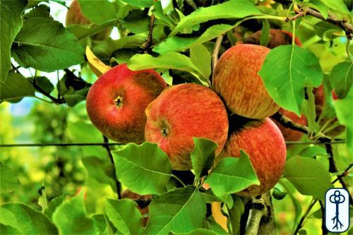 Casa In Tipico Maso, Tra Natura E Tradizione
