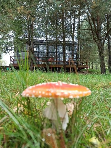 Luksusowy- Nowoczesny Dom W Lesie