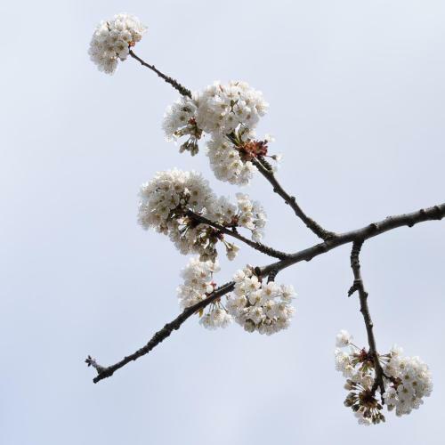 Bed & Breakfast Onder De Kersenboom