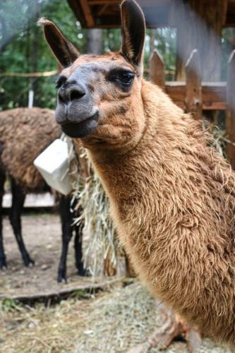 Apartamento Camping Koziolkowo