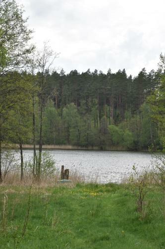 Zielony ?wierkocin